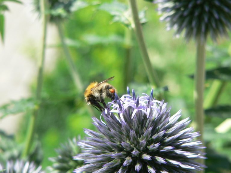 Biene im Kräutergarten